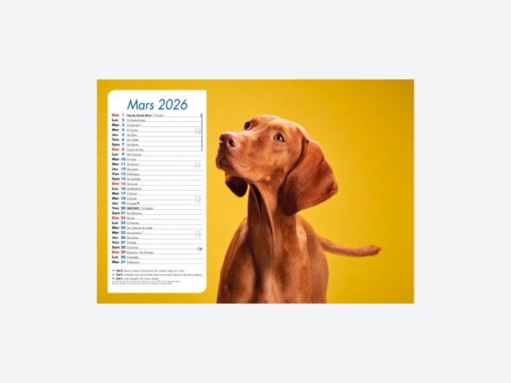 Calendrier Chiens-Chats