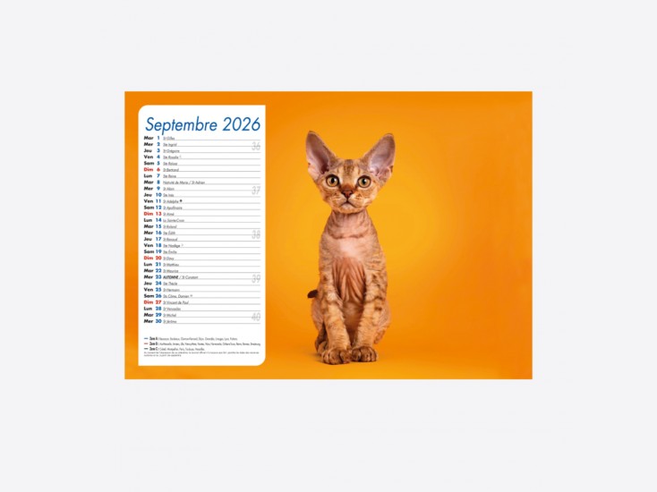 Calendrier Chiens-Chats