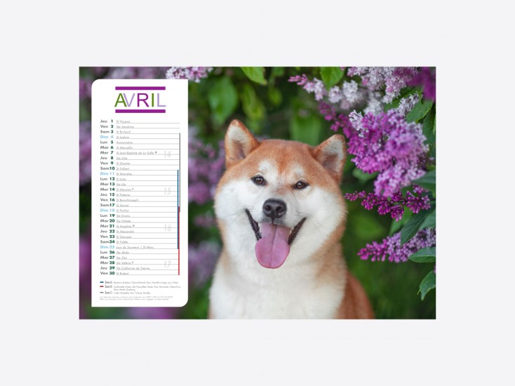 Calendrier Chiens-Chats