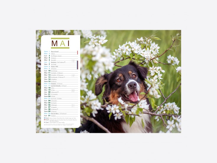 Calendrier Chiens-Chats