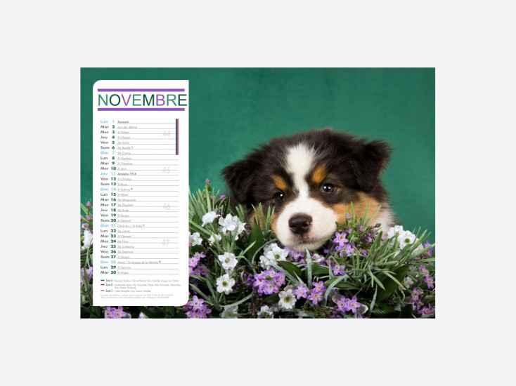 Calendrier Chiens-Chats